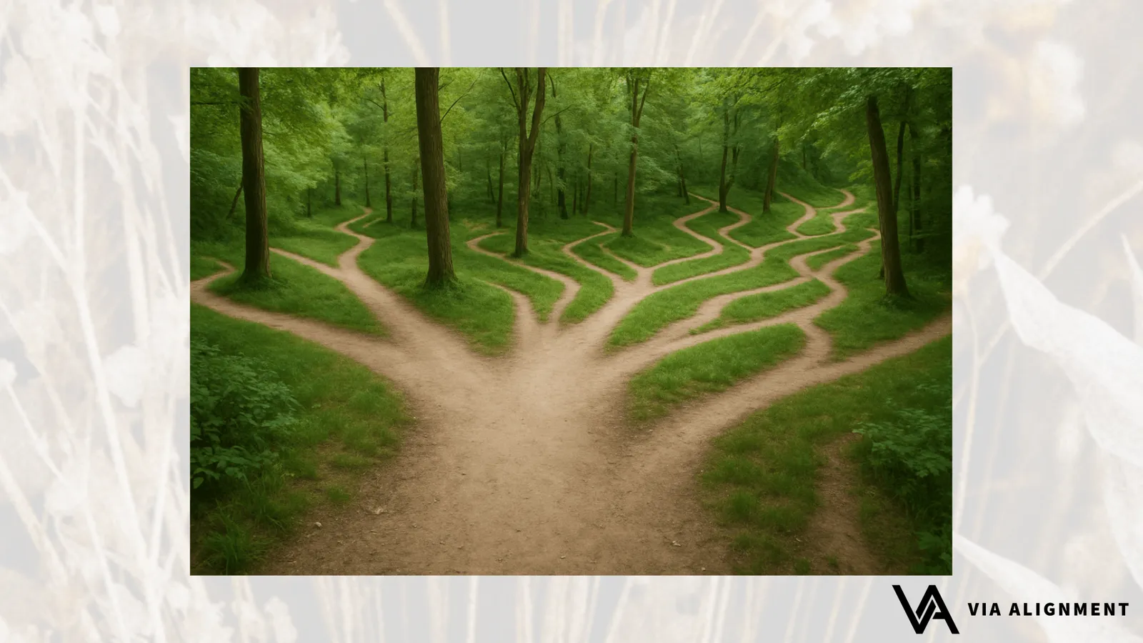 An aerial view of a single forest path splitting into many winding trails that fan out through green woods.