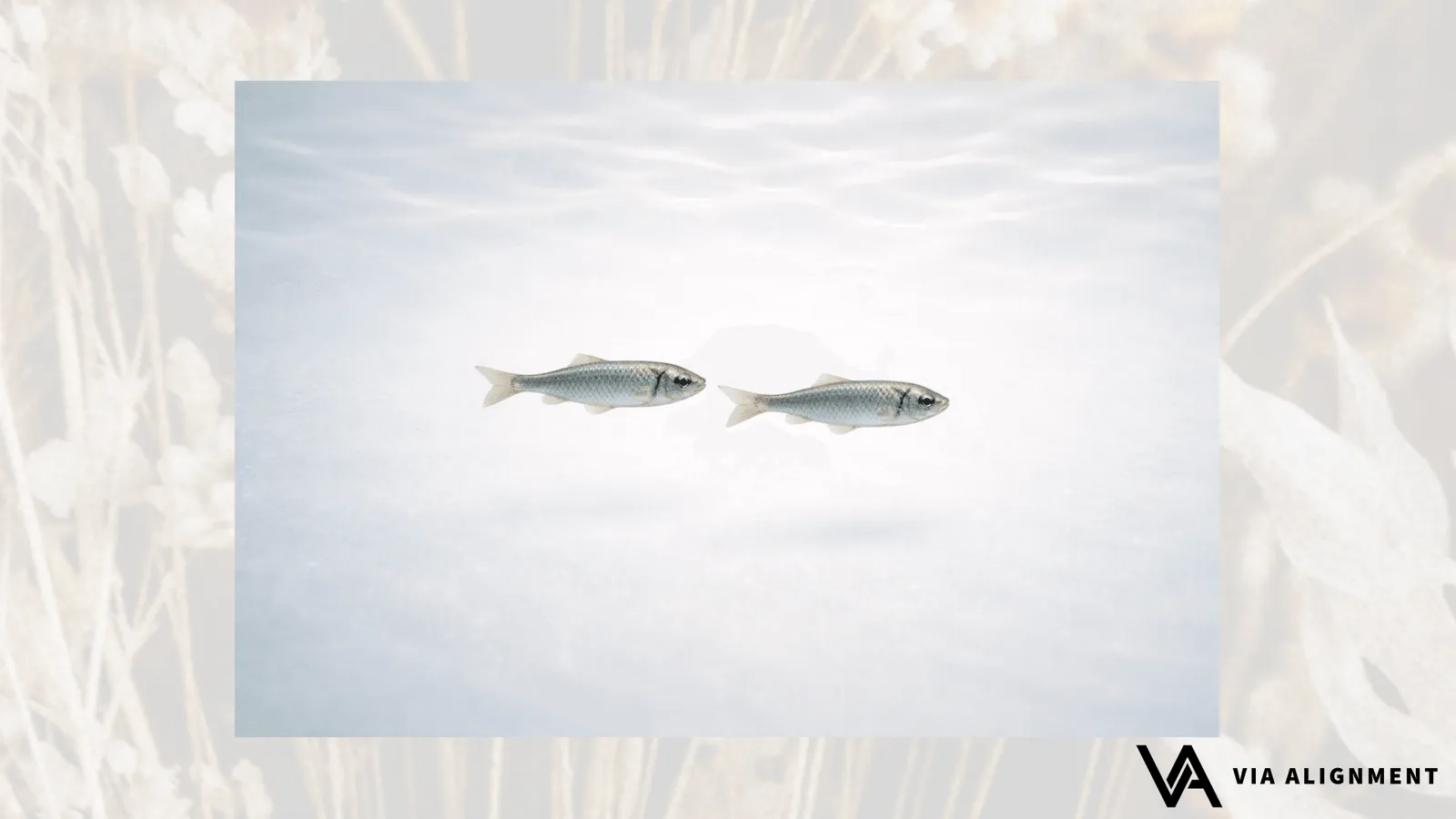 Two silver fish swim face to face underwater, seen from above with light rippling on the surface.